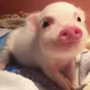 Meet your Posher, Cora